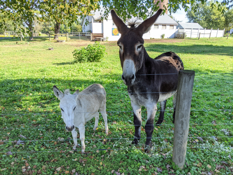 Donkeys on Summer Rd. - Morris Area Freewheelers